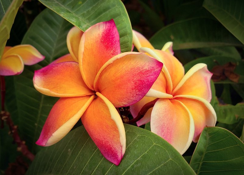 Плюмерия / Plumeria