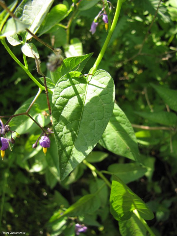 Паслен сладко-Горький (Solanum Dulcamara)