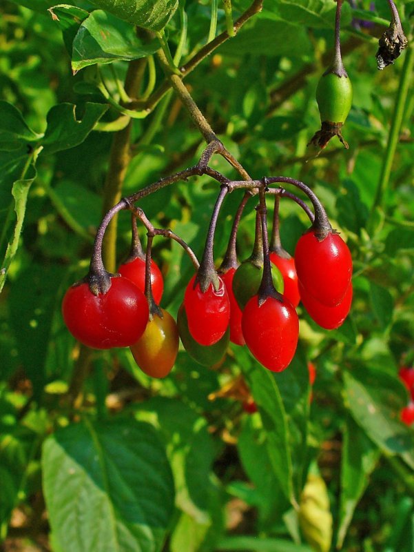Паслен сладко-Горький (Solanum Dulcamara)