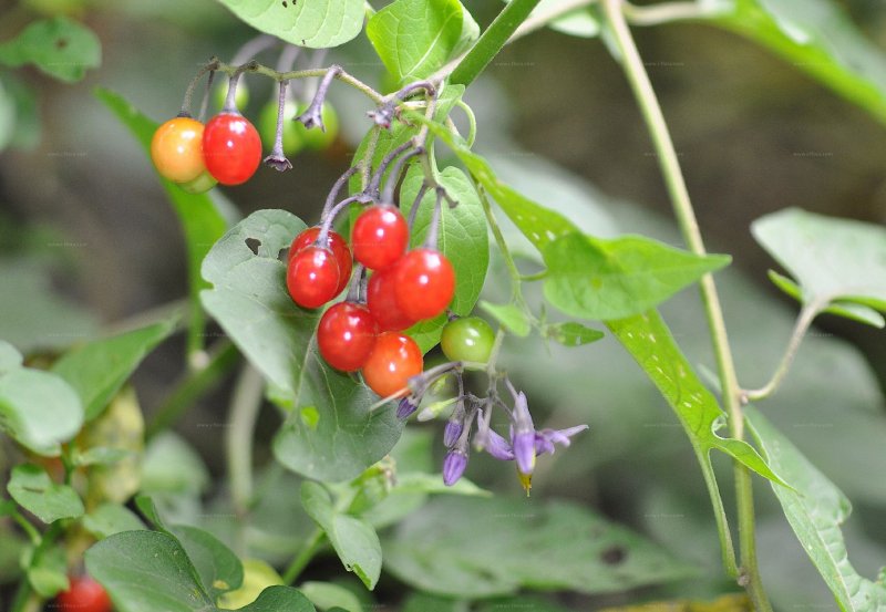 Паслён сладко-Горький (Solanum Dulcamara l.)