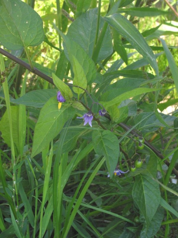 Паслен сладко-Горький (Solanum Dulcamara)