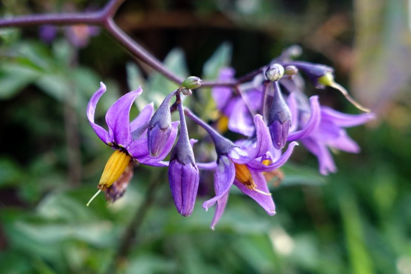 Паслен сладко-Горький (Solanum Dulcamara)