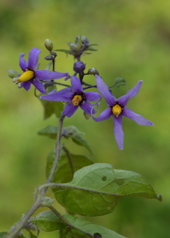 Solanum SP Лиана