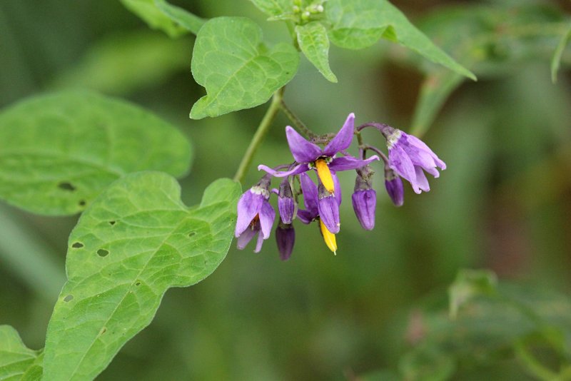 Паслен сладко-Горький (Solanum Dulcamara)