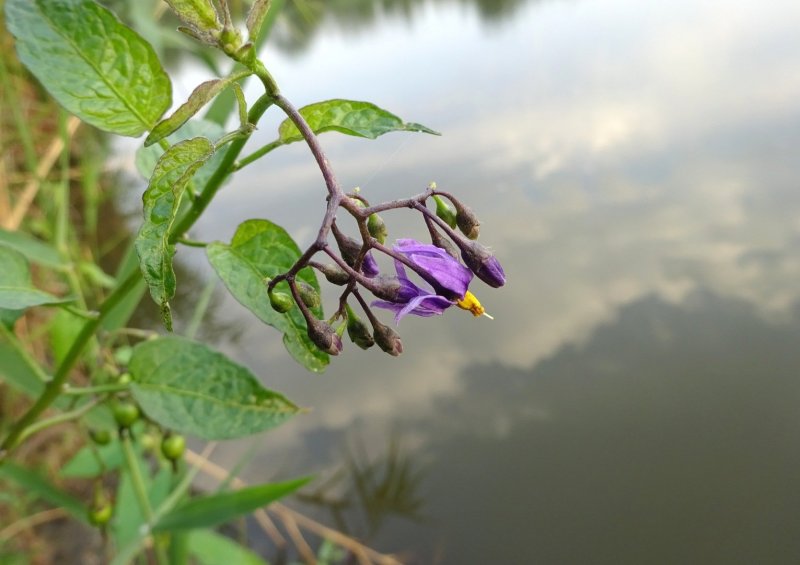 Solanum heterodoxum