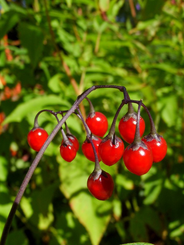 Паслен сладко-Горький (Solanum Dulcamara)
