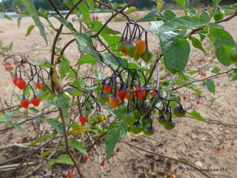 Паслен сладко-Горький (Solanum Dulcamara)