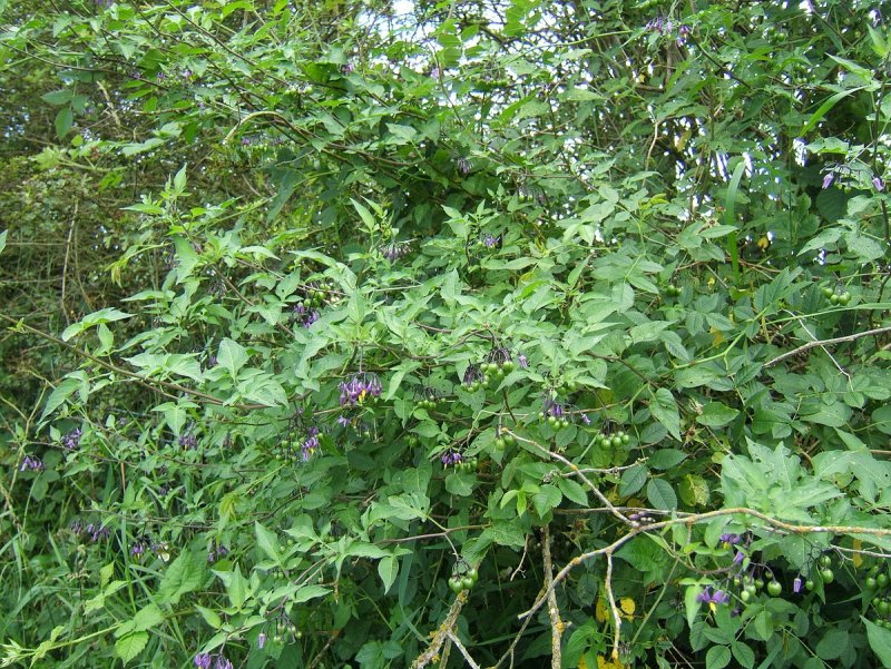 Картофельная Лиана паслен