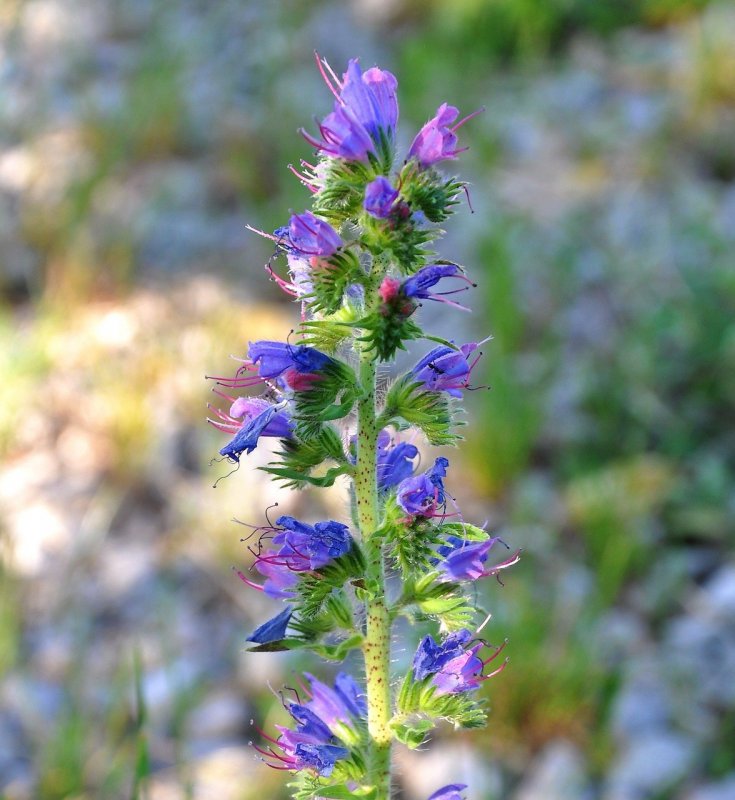 Echium vulgare синяк обыкновенный