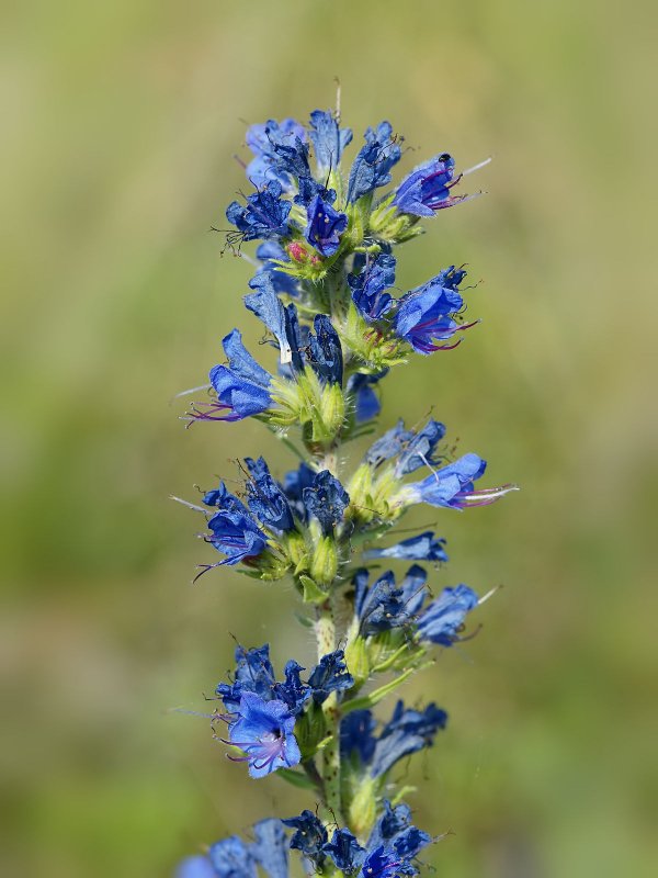 Echium vulgare синяк обыкновенный