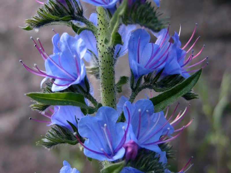 Синяк обыкновенный— Echium vulgare l.