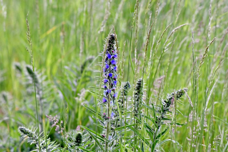 Синяк обыкновенный, Румянка (Echium vulgare