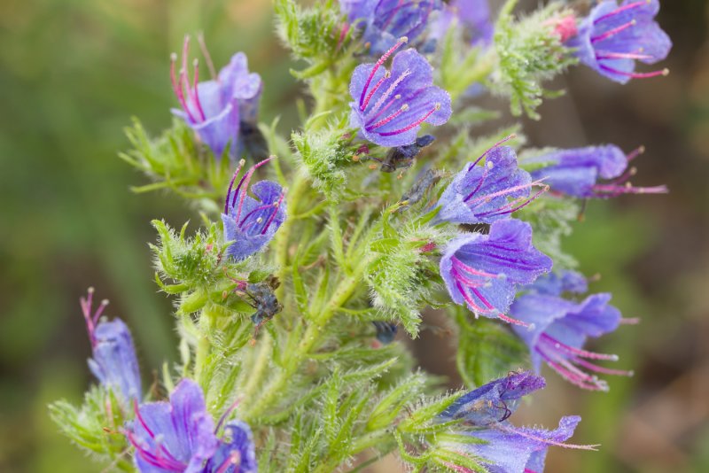 Echium vulgare синяк обыкновенный