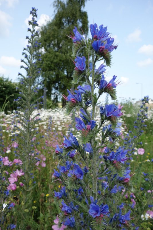 Синяк обыкновенный, Румянка (Echium vulgare