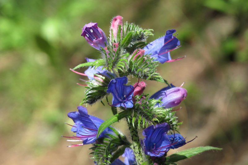 Синяк обыкновенный, Румянка (Echium vulgare