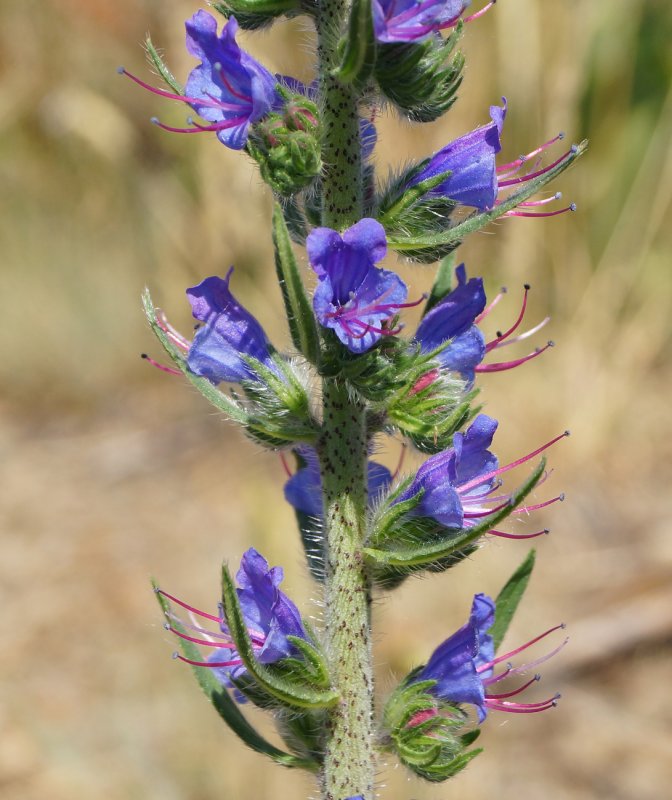 Echium vulgare синяк обыкновенный