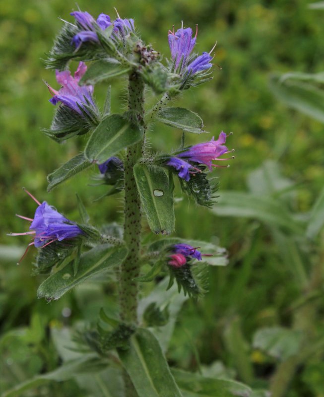 Синяк обыкновенный, Румянка (Echium vulgare