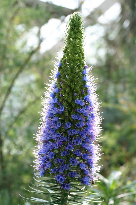 Эхиум белеющий - Echium candicans