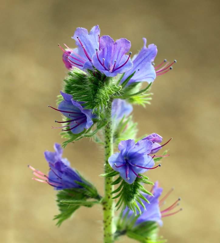 Echium vulgare синяк обыкновенный