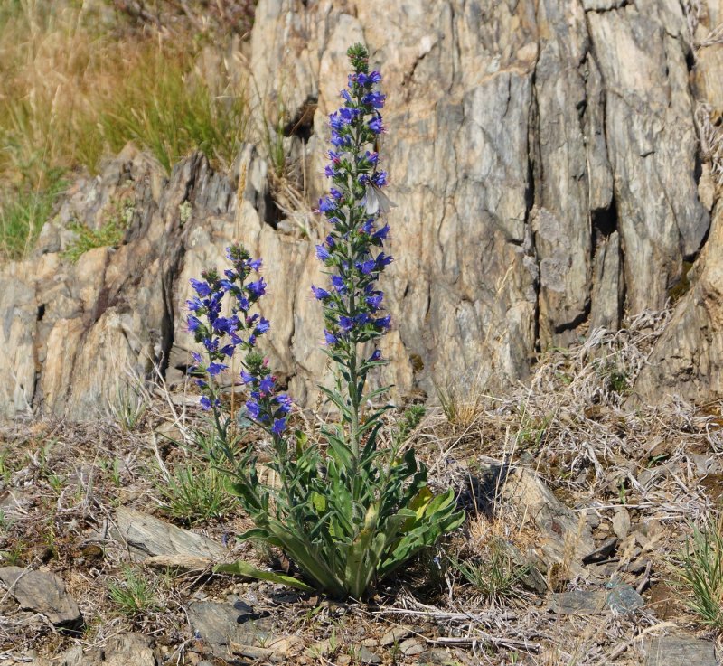 Echium vulgare l.