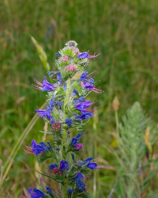 Синяк обыкновенный— Echium vulgare l.