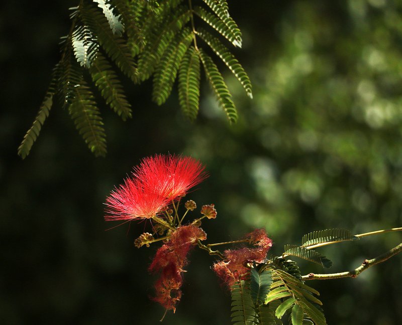 Albizia julibrissin Ombrella