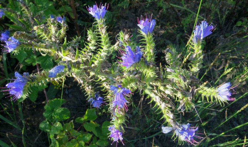 Синяк обыкновенный— Echium vulgare l.