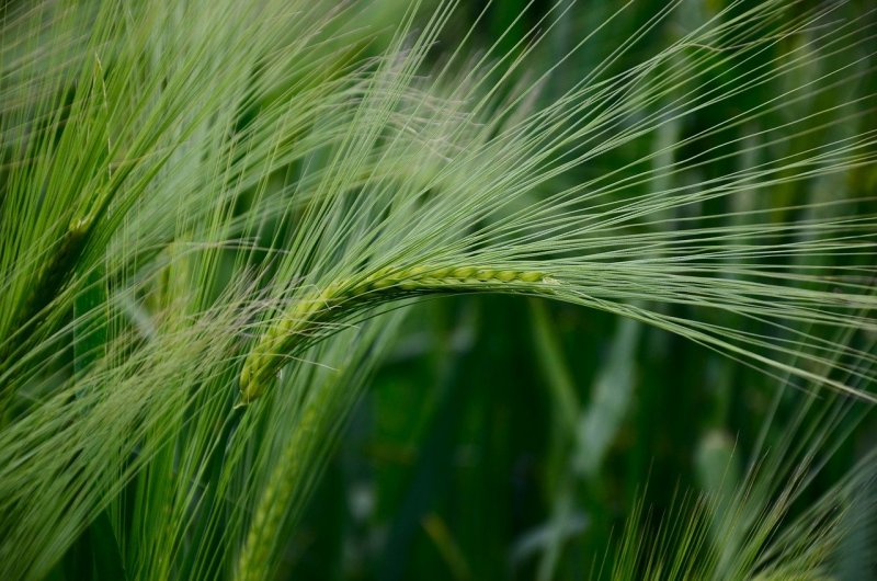 Triticum kiharae