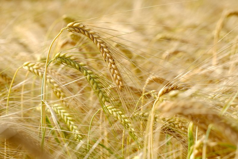 Grain in Ear