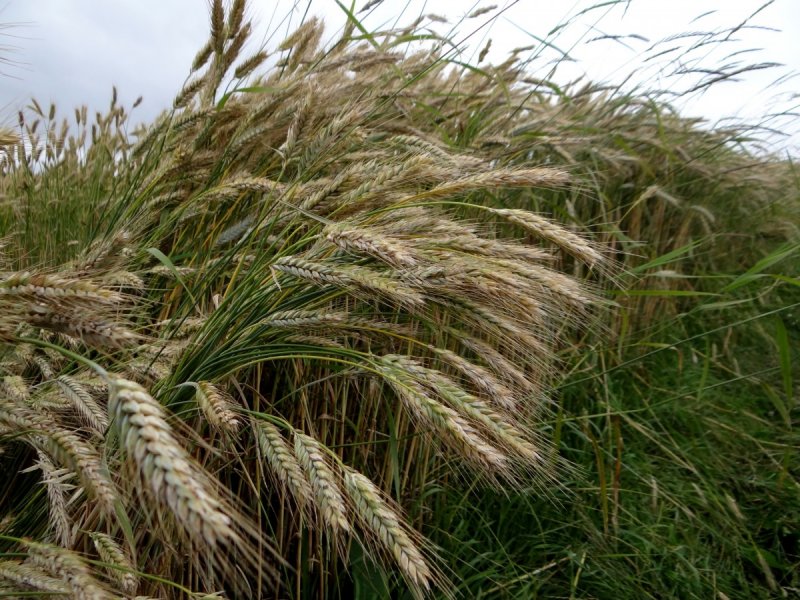 Hordeum hystrix