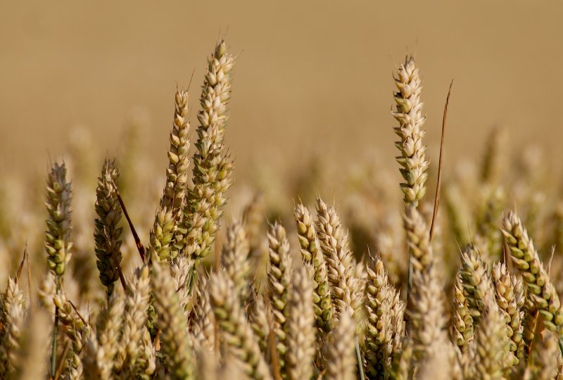 Просо прутьевидное Panicum virgatum