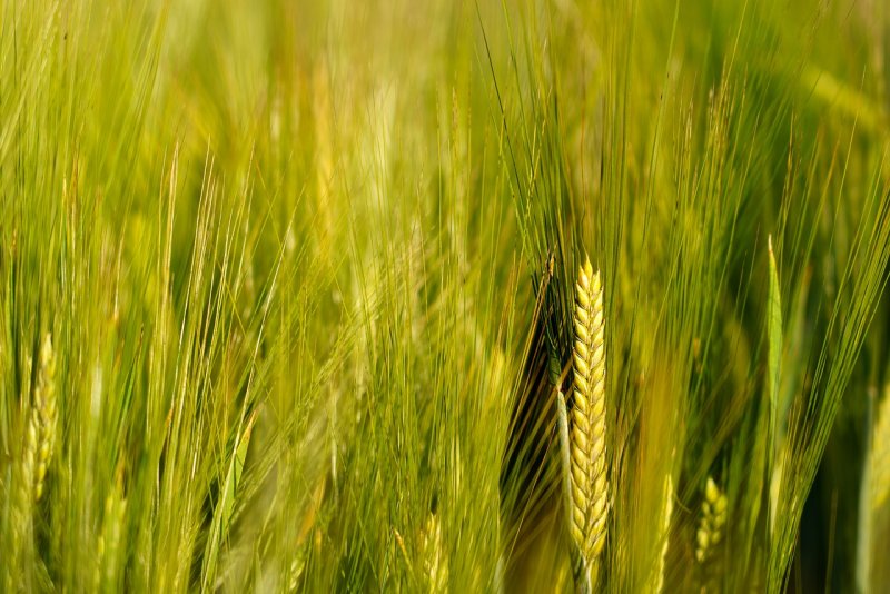 Triticum aestivum зерно