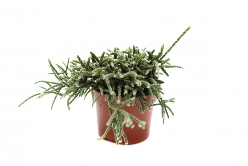 Рипсалис вытянутый (Rhipsalis oblonga)