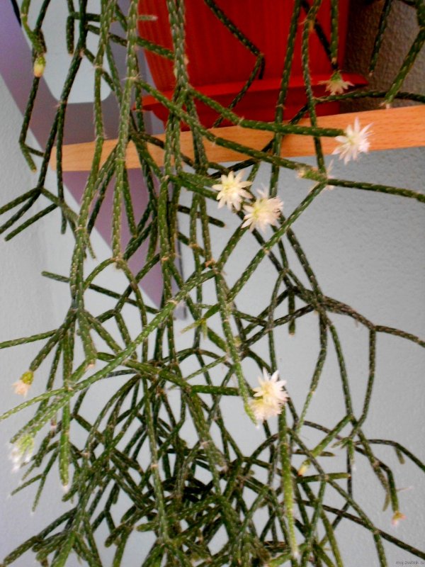 Рипсалис Кассута (Rhipsalis cassutha)
