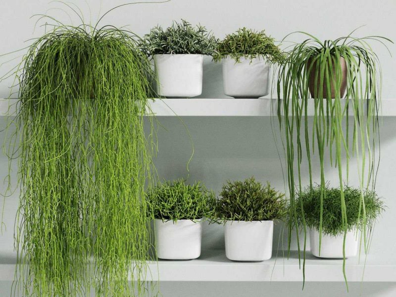 Рипсалис Кассута (Rhipsalis cassutha)
