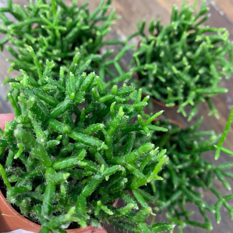 Ампельный Кактус рипсалис