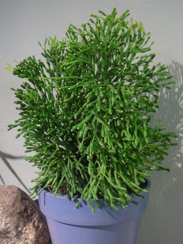 Рипсалис Барчела (Rhipsalis burchellii)