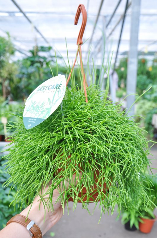 Рипсалис Барчела (Rhipsalis burchellii)