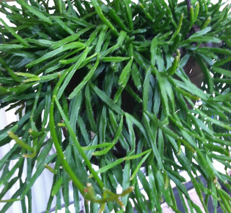 Рипсалис baccifera
