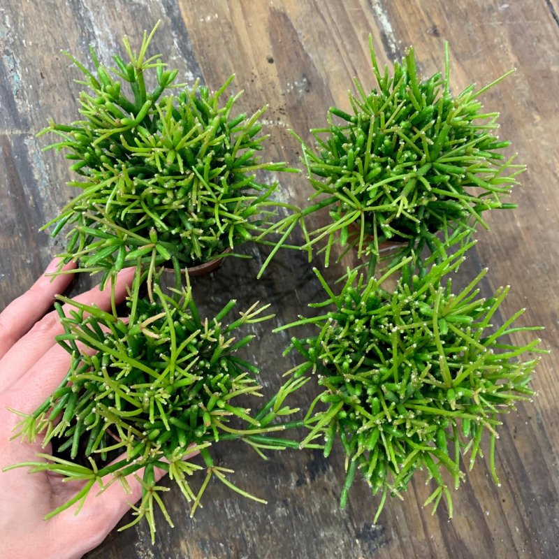 Рипсалис пушистый (Rhipsalis floccosa)
