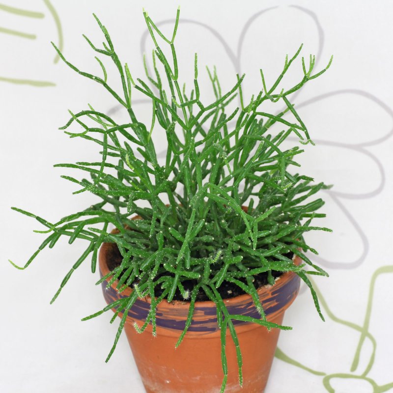 Рипсалис baccifera