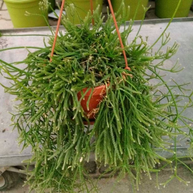 Кактус рипсалис Барчела