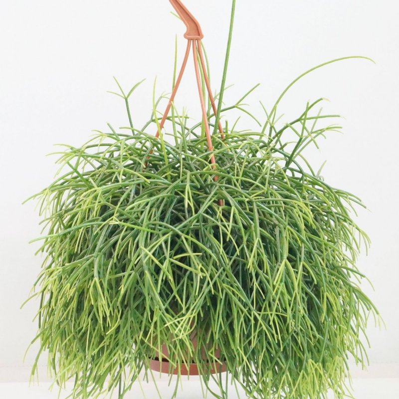 Rhipsalis capilliformis
