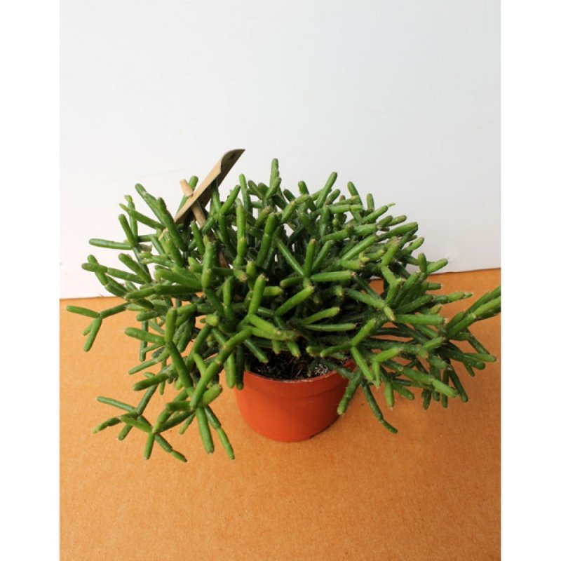 Рипсалис baccifera