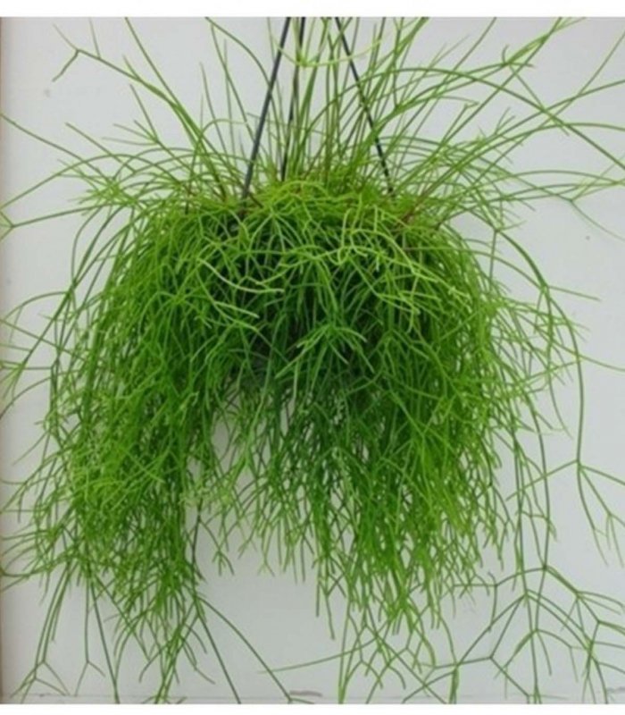 Рипсалис призматический Rhipsalis prismatica