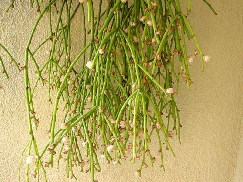 Рипсалис цереускула (Rhipsalis cereuscula).