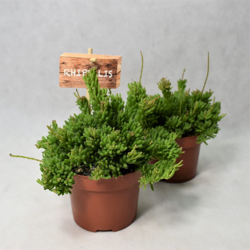 Rhipsalis floccosa