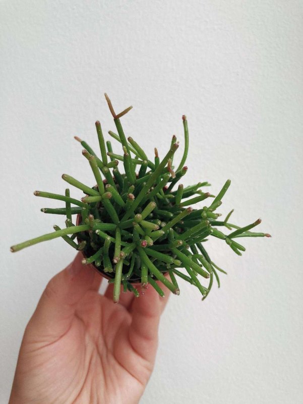 Рипсалис Барчела (Rhipsalis burchellii)