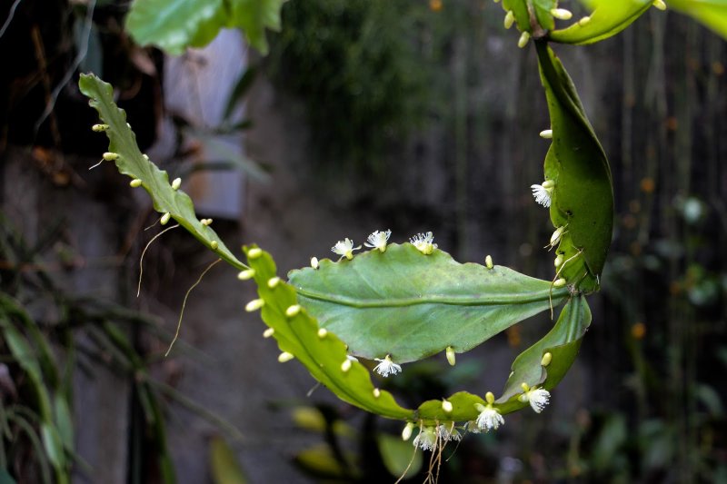 Rhipsalis Aurea