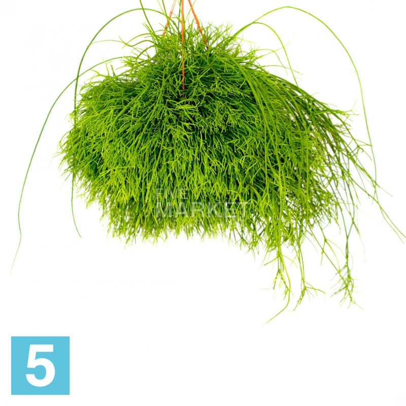 Rhipsalis baccifera растение
